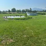 Mocvirski Tulipan * Ljubljana